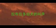 拉布拉多幼犬的叫声