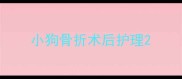 小狗骨折术后护理