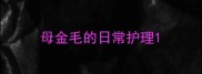 母金毛的日常护理