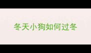 冬天小狗如何过冬