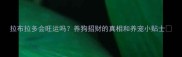 拉布拉多会旺运吗养狗招财的真相和养宠小贴士