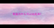 泰迪为什么可以站起来