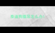 泰迪狗撒尿怎么办