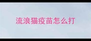 流浪猫疫苗怎么打