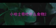 小哈士奇吃什么食物