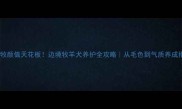 边牧颜值天花板边境牧羊犬养护全攻略从毛色到气质养成指南