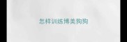 怎样训练博美狗狗