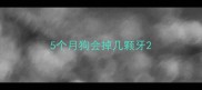 5个月狗会掉几颗牙