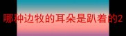 哪种边牧的耳朵是趴着的