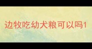 边牧吃幼犬粮可以吗