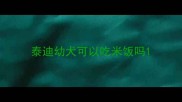 泰迪幼犬可以吃米饭吗
