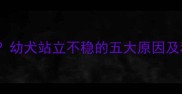 两个月大的小狗站不稳怎么办幼犬站立不稳的五大原因及科学护理指南附训练视频