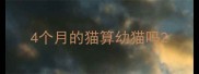 4个月的猫算幼猫吗
