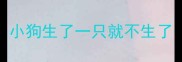 小狗生了一只就不生了