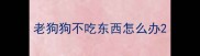 老狗狗不吃东西怎么办