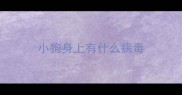 小狗身上有什么病毒
