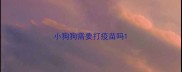小狗狗需要打疫苗吗