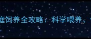 新手必看拉布拉多犬家庭饲养全攻略科学喂养健康养护与行为训练指南