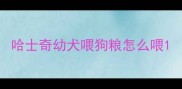 哈士奇幼犬喂狗粮怎么喂