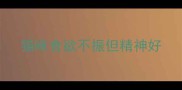 猫咪食欲不振但精神好