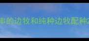 串的边牧和纯种边牧配种