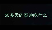 50多天的泰迪吃什么