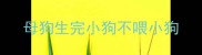 母狗生完小狗不喂小狗