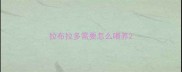 拉布拉多需要怎么喂养