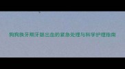 狗狗换牙期牙龈出血的紧急处理与科学护理指南