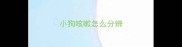 小狗咳嗽怎么分辨