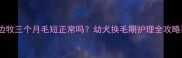 边牧三个月毛短正常吗幼犬换毛期护理全攻略