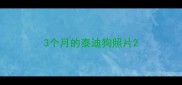 3个月的泰迪狗照片