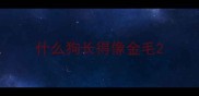 什么狗长得像金毛
