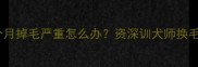 哈士奇八个月掉毛严重怎么办资深训犬师换毛期全攻略