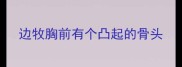 边牧胸前有个凸起的骨头