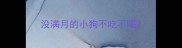没满月的小狗不吃不喝