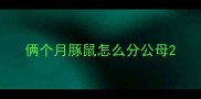 俩个月豚鼠怎么分公母