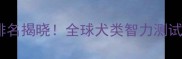 拉布拉多智商排名揭晓全球犬类智力测试中表现如何
