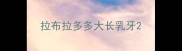 拉布拉多多大长乳牙