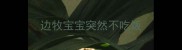 边牧宝宝突然不吃饭