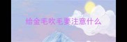 给金毛吹毛要注意什么
