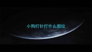 小狗打针打什么部位