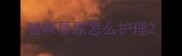 猫咪导尿怎么护理