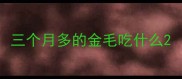 三个月多的金毛吃什么