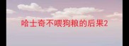 哈士奇不喂狗粮的后果