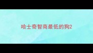 哈士奇智商最低的狗