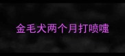 金毛犬两个月打喷嚏