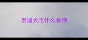 泰迪犬吃什么食物