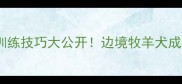 边牧冠军名字及训练技巧大公开边境牧羊犬成犬训练全攻略