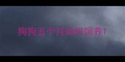 狗狗五个月如何饲养